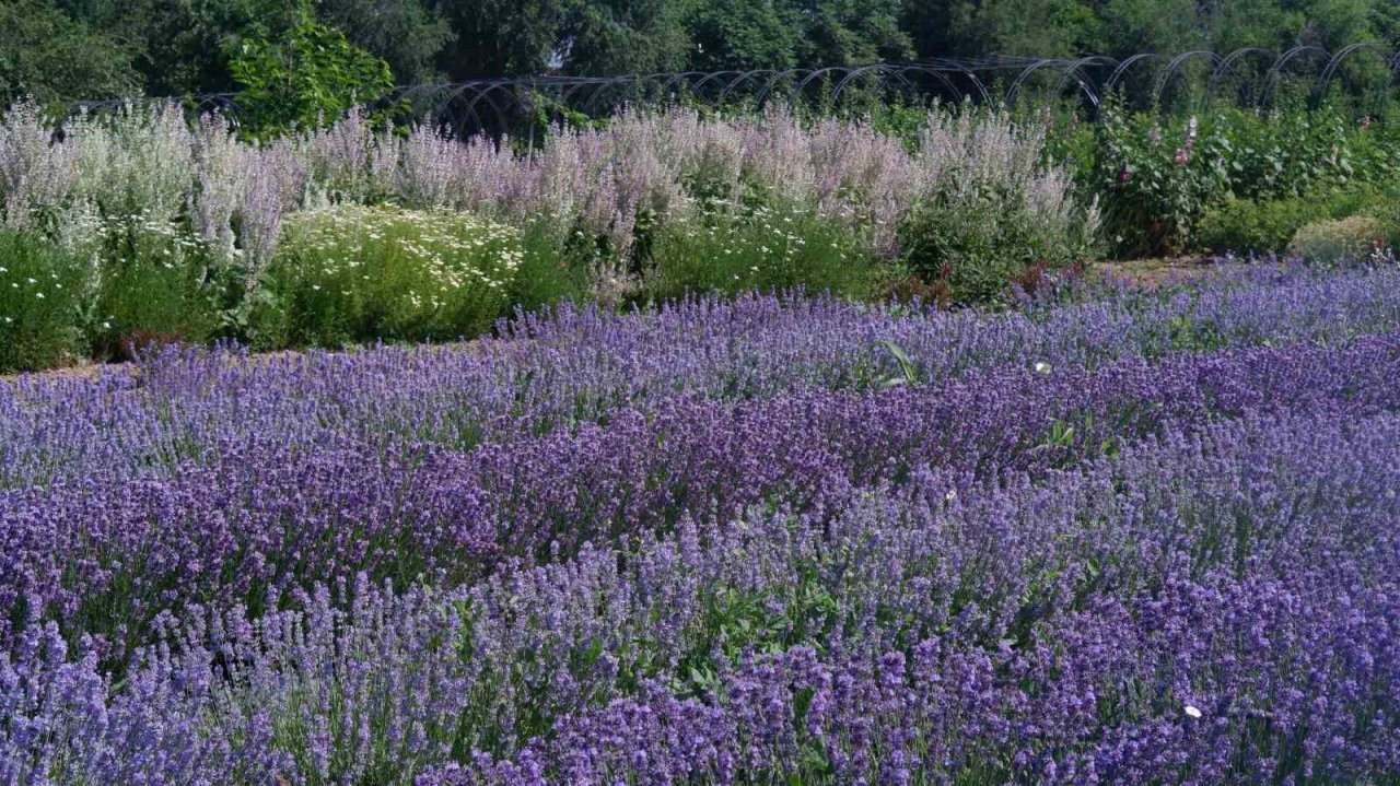 Kozmetik ve ilaç sanayiinin bitkileri Edirne’de yetiştiriliyor
