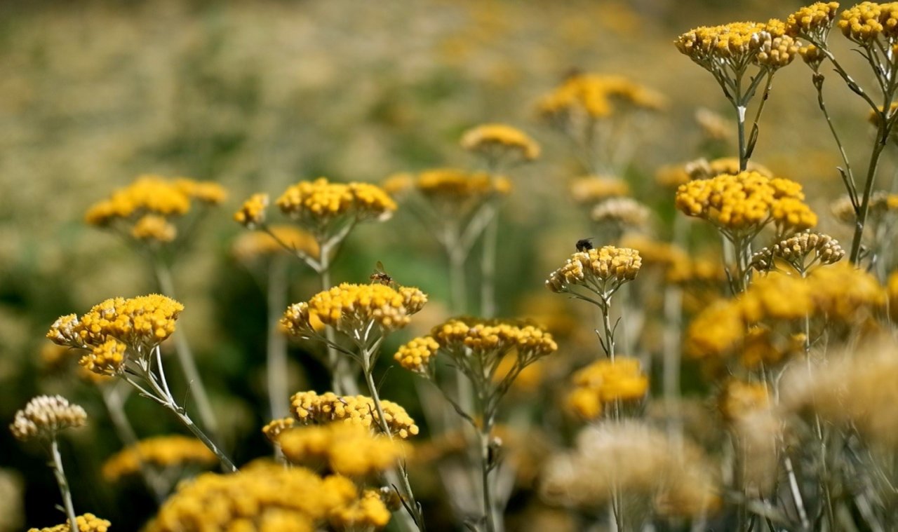 Kozmetik ve ilaç sanayiinin bitkileri Edirne’de yetiştiriliyor