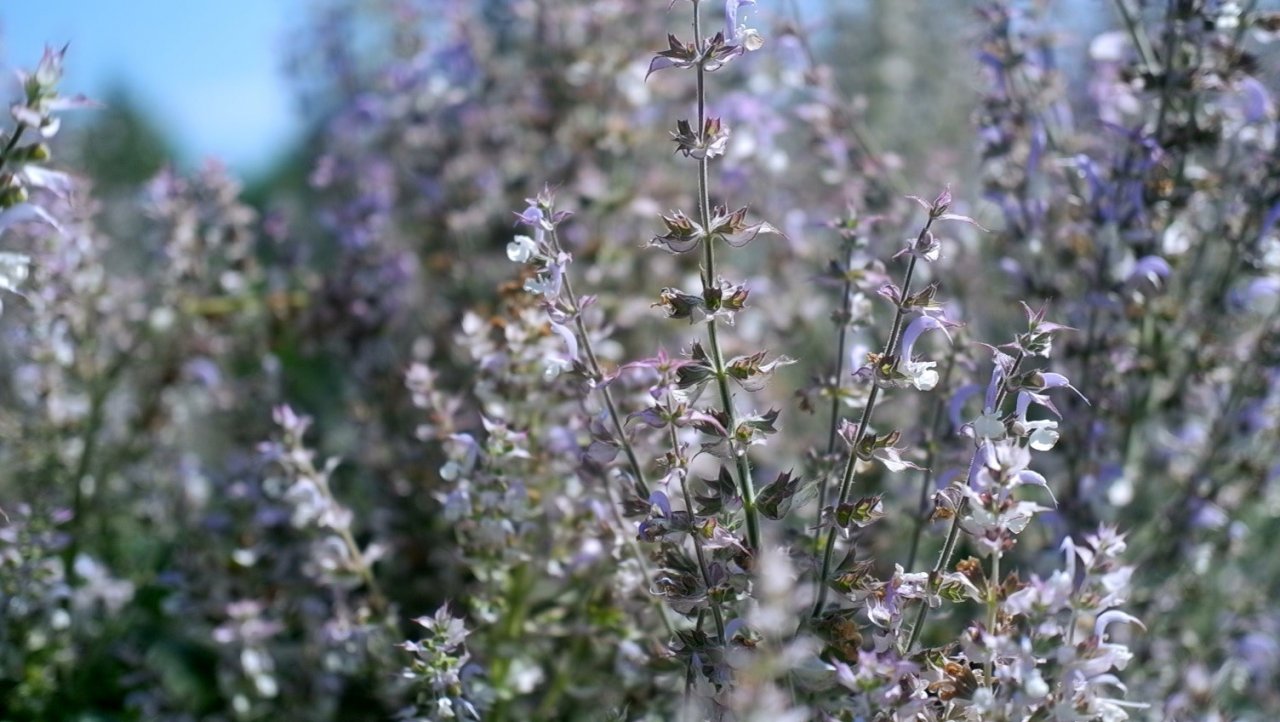 Kozmetik ve ilaç sanayiinin bitkileri Edirne’de yetiştiriliyor