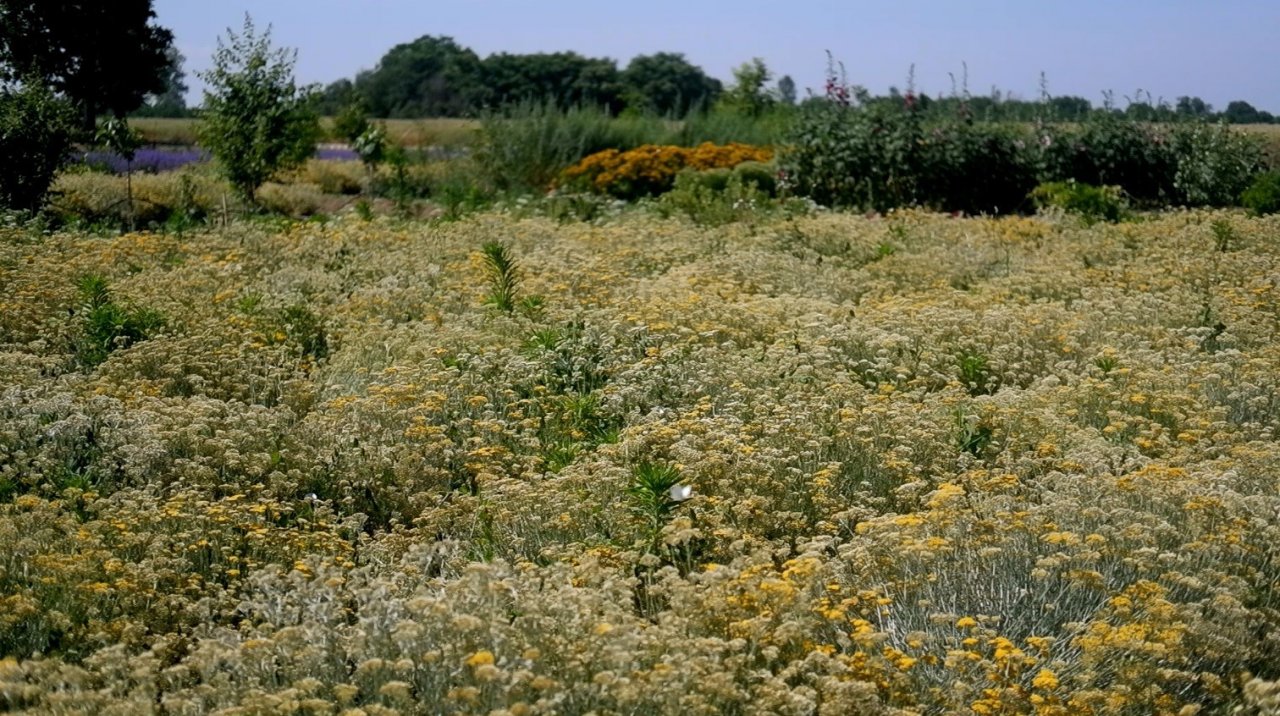 Kozmetik ve ilaç sanayiinin bitkileri Edirne’de yetiştiriliyor