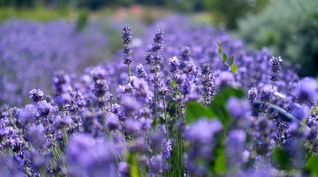 Kozmetik ve ilaç sanayiinin bitkileri Edirne’de yetiştiriliyor