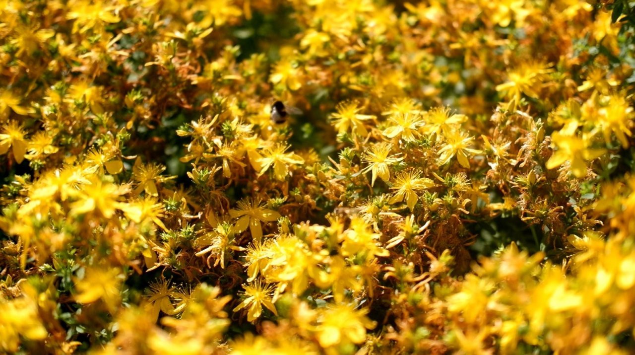 Kozmetik ve ilaç sanayiinin bitkileri Edirne’de yetiştiriliyor