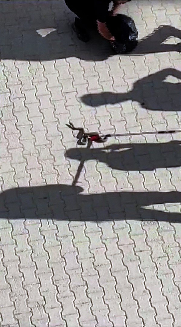 Sosyal medyada paylaşılan anakonda büyüklüğündeki yılan paniğe neden oldu, gerçek itfaiye ekiplerin gelmesiyle ortaya çıktı