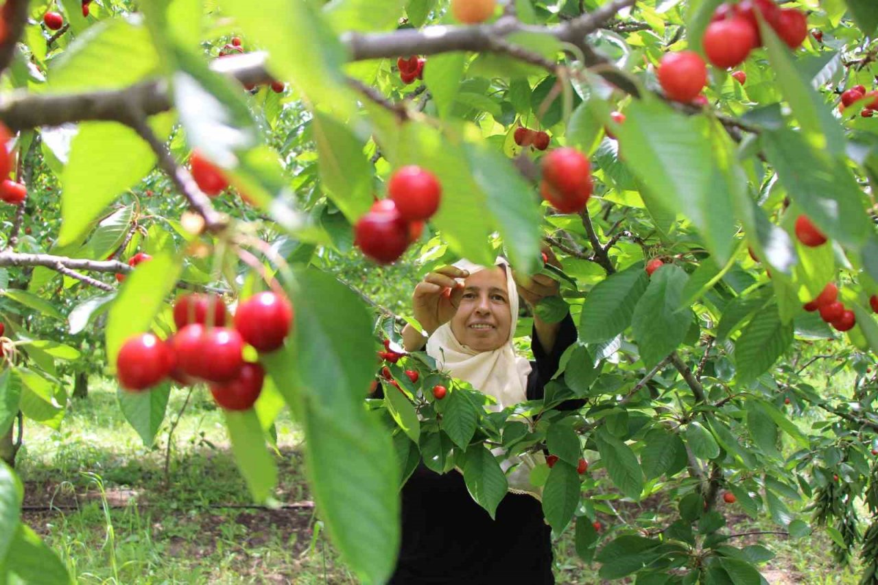 Amasya kiraz üretiminde Türkiye üçüncüsü