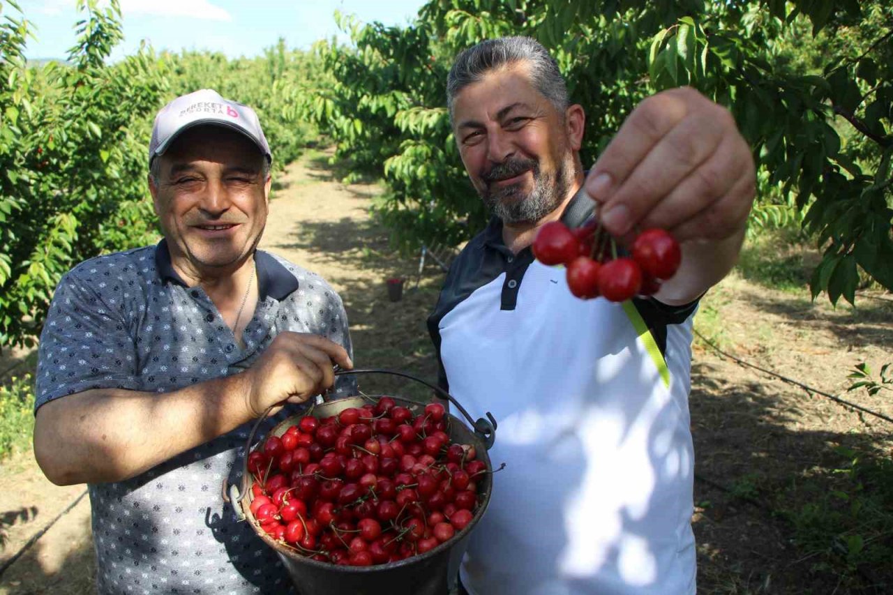 Amasya kiraz üretiminde Türkiye üçüncüsü