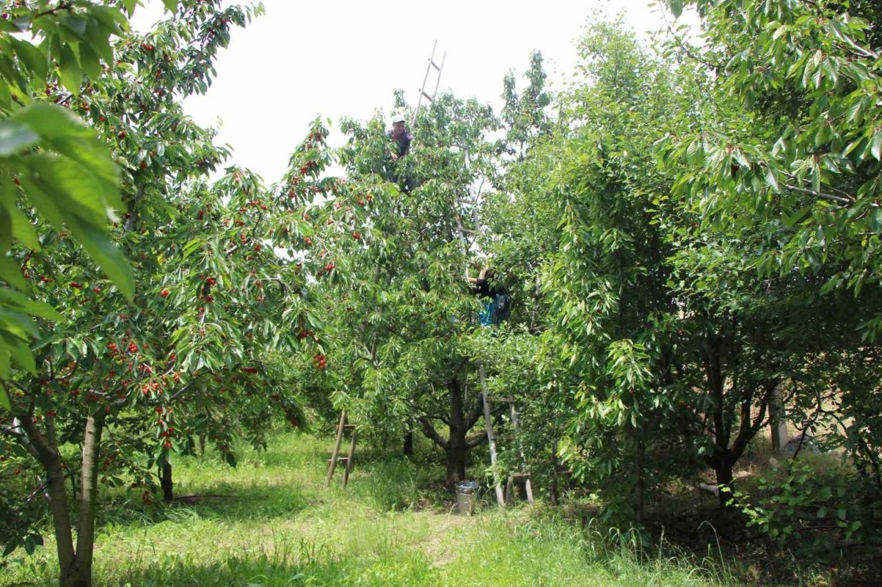 Amasya kiraz üretiminde Türkiye üçüncüsü