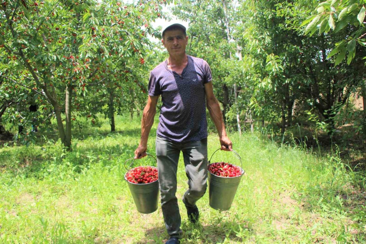 Amasya kiraz üretiminde Türkiye üçüncüsü