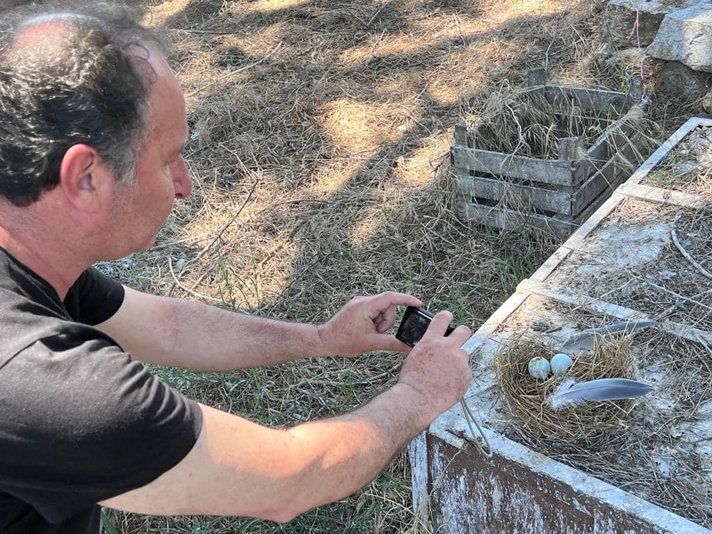 Gri balıkçılların sıra dışı yuvaları korunuyor