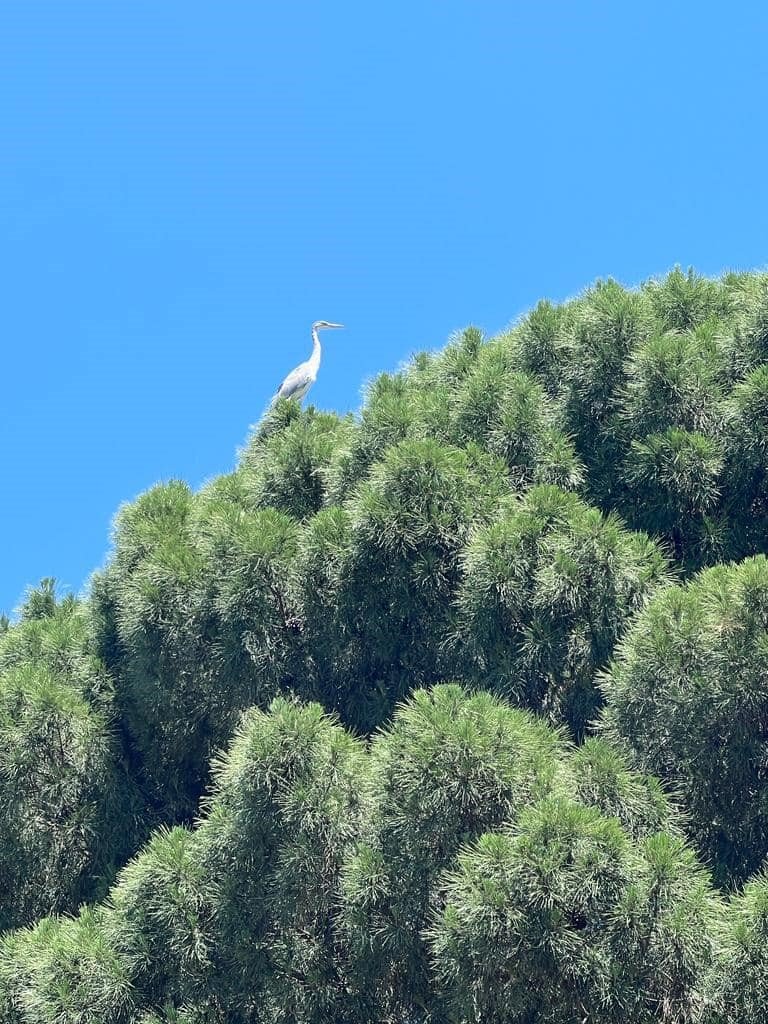 Gri balıkçılların sıra dışı yuvaları korunuyor