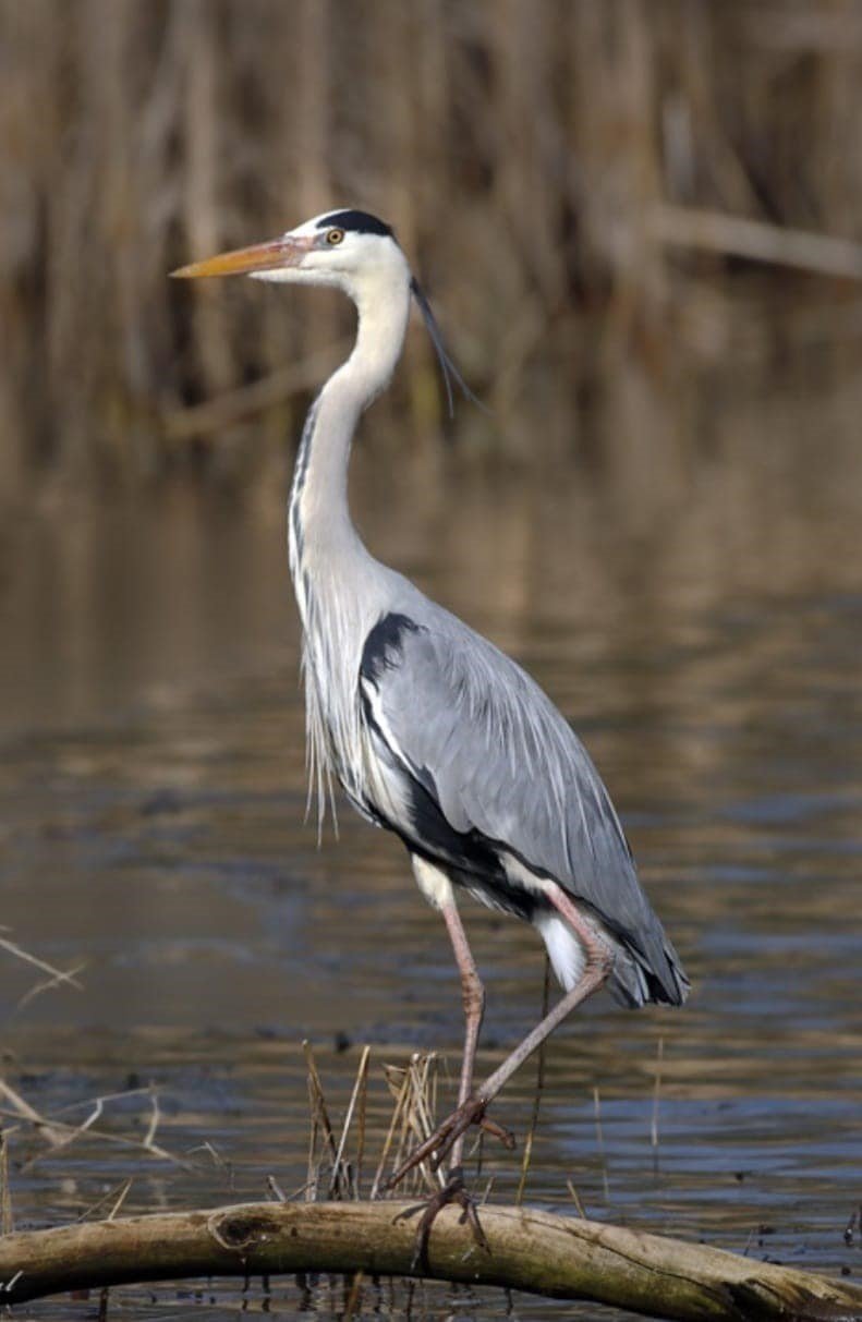 Gri balıkçılların sıra dışı yuvaları korunuyor