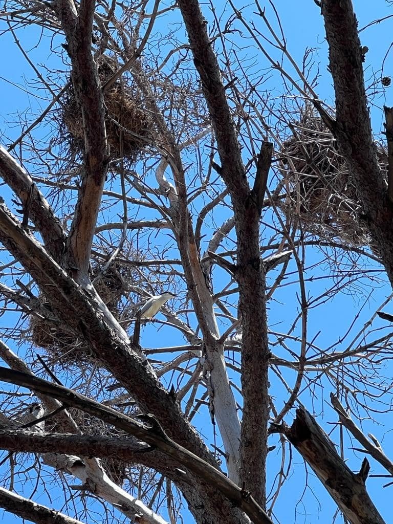Gri balıkçılların sıra dışı yuvaları korunuyor