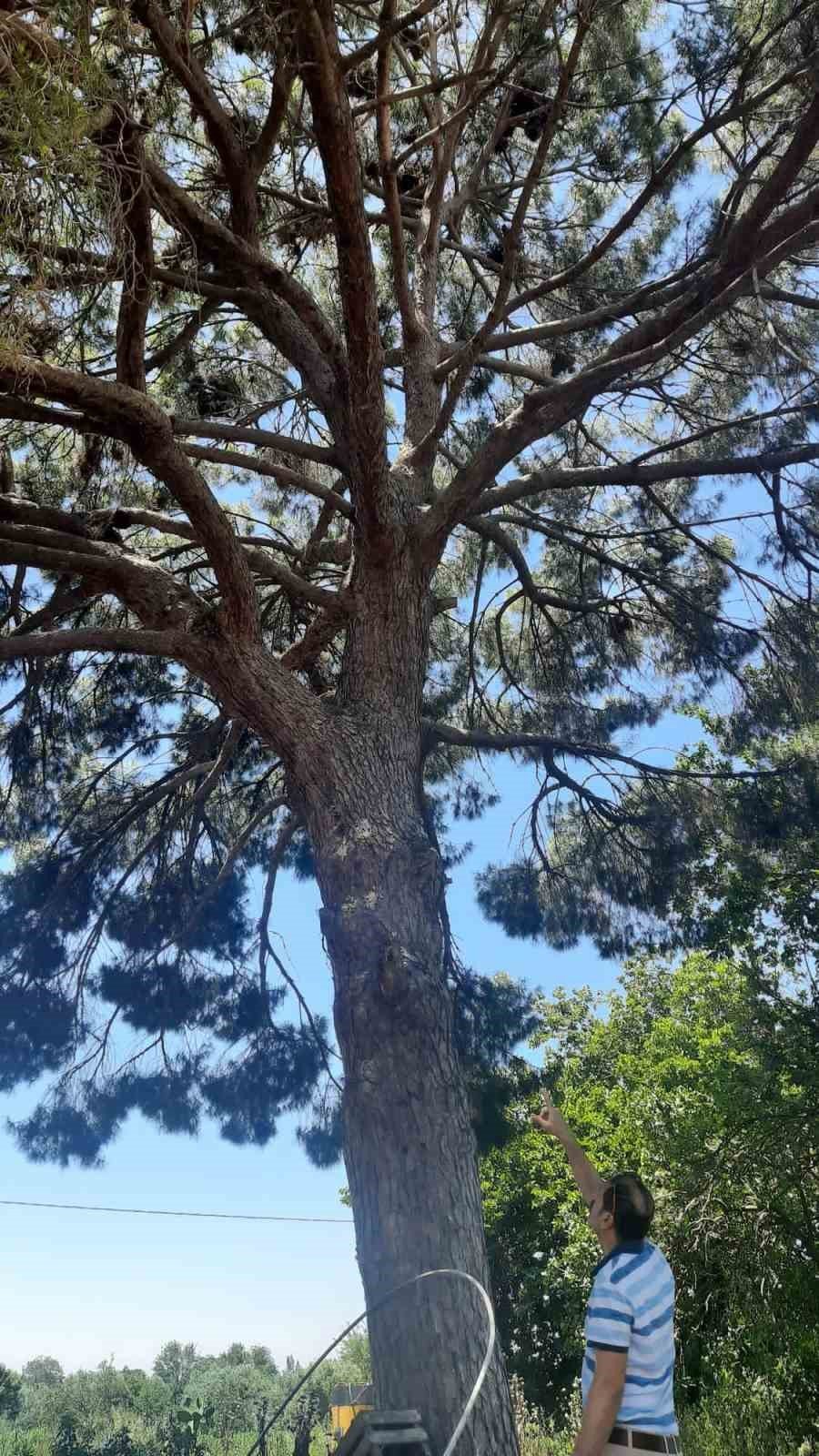 Gri balıkçılların sıra dışı yuvaları korunuyor