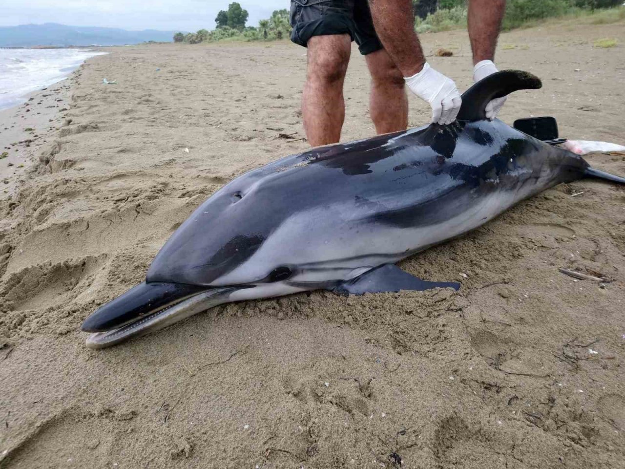 Kuşadası’nda yunus vakaları devam ediyor