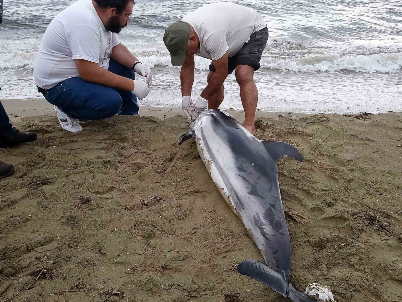 Kuşadası’nda yunus vakaları devam ediyor