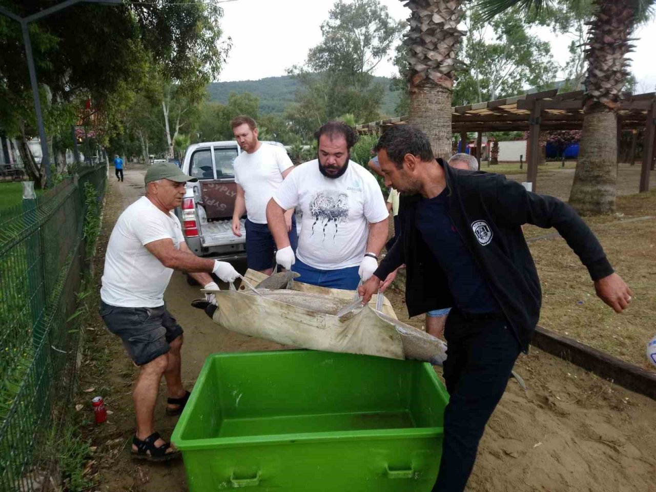 Kuşadası’nda yunus vakaları devam ediyor
