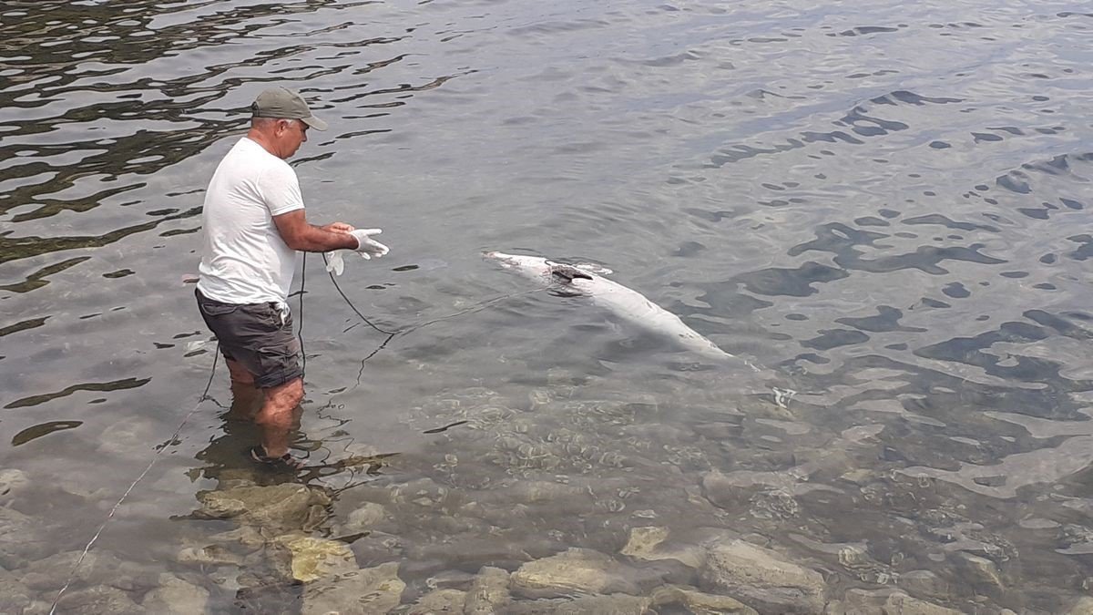 Kuşadası’nda yunus vakaları devam ediyor