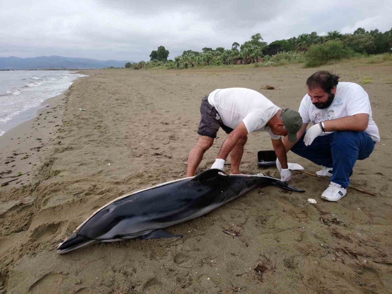 Kuşadası’nda yunus vakaları devam ediyor