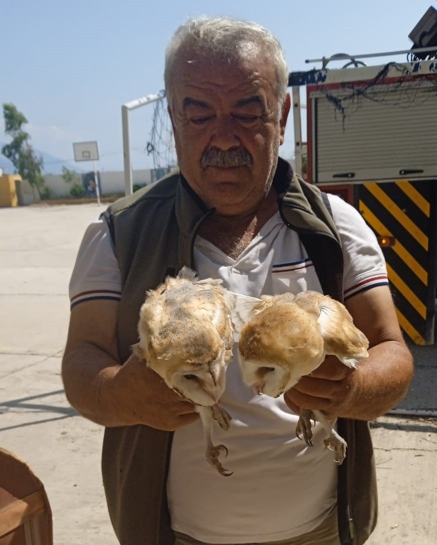 Çatıda mahsur kalan baykuşları itfaiye kurtardı