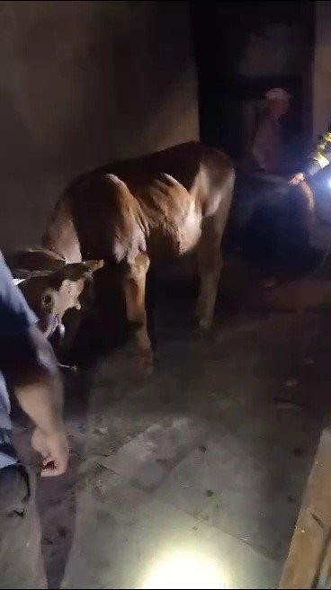 Evin çatı katına kaçan ineği itfaiye kurtardı