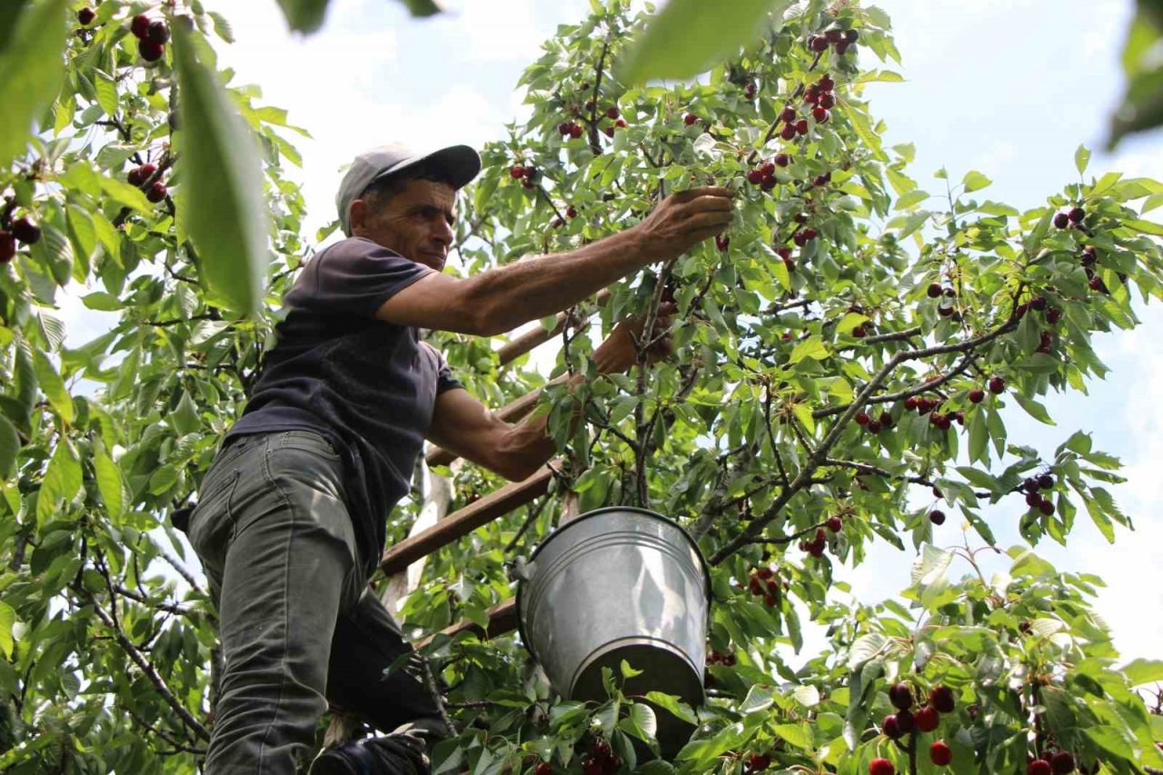 Amasya kiraz üretiminde Türkiye üçüncüsü