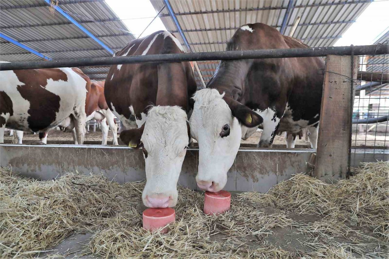 Denizli’de 646 bin hayvanın mineral ihtiyacı karşılanıyor