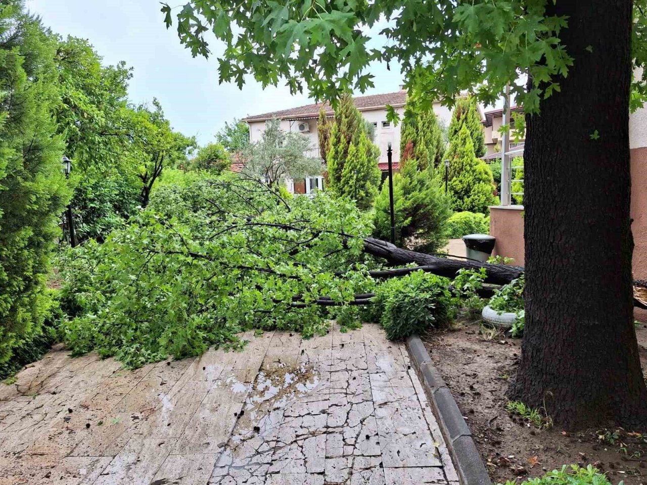 Köyceğiz’de yağışla birlikte etkili olan rüzgar ağaçları devirdi