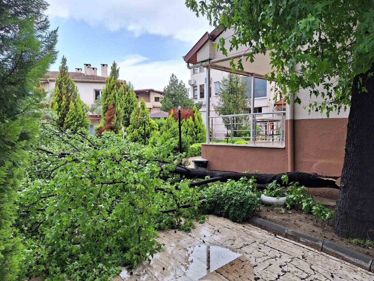 Köyceğiz’de yağışla birlikte etkili olan rüzgar ağaçları devirdi