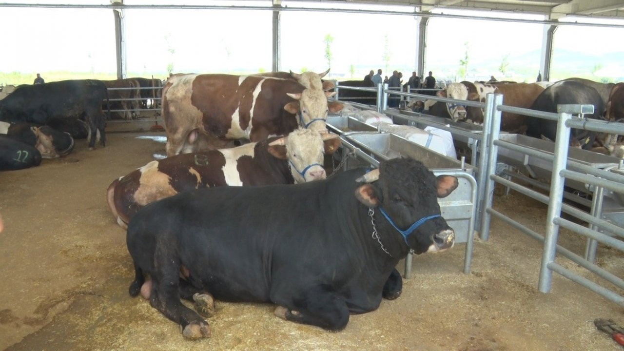 Bin 100 kiloluk dana Bey araba fiyatına satışta