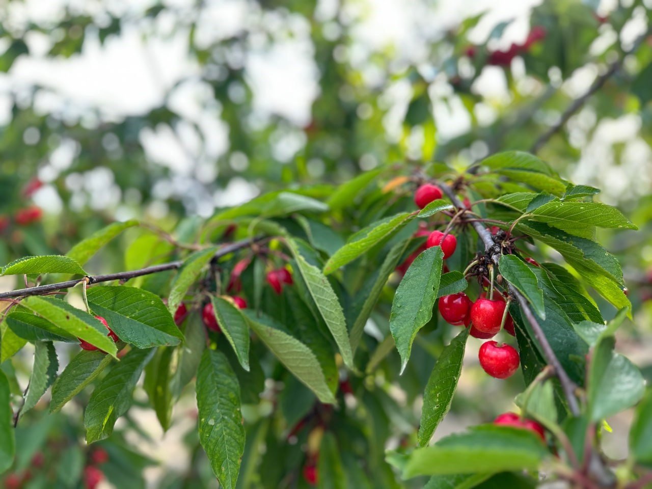 Kuşadası’nda kiraz hasadı devam ediyor