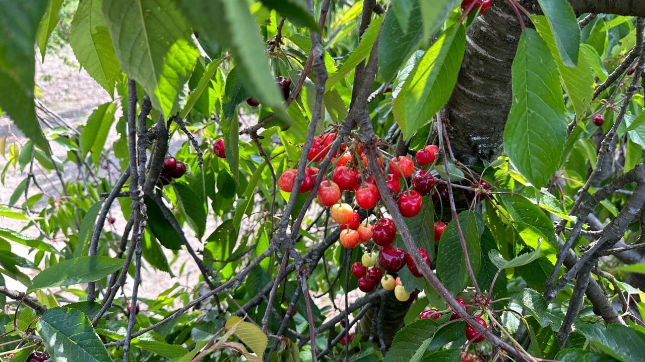 Kuşadası’nda kiraz hasadı devam ediyor