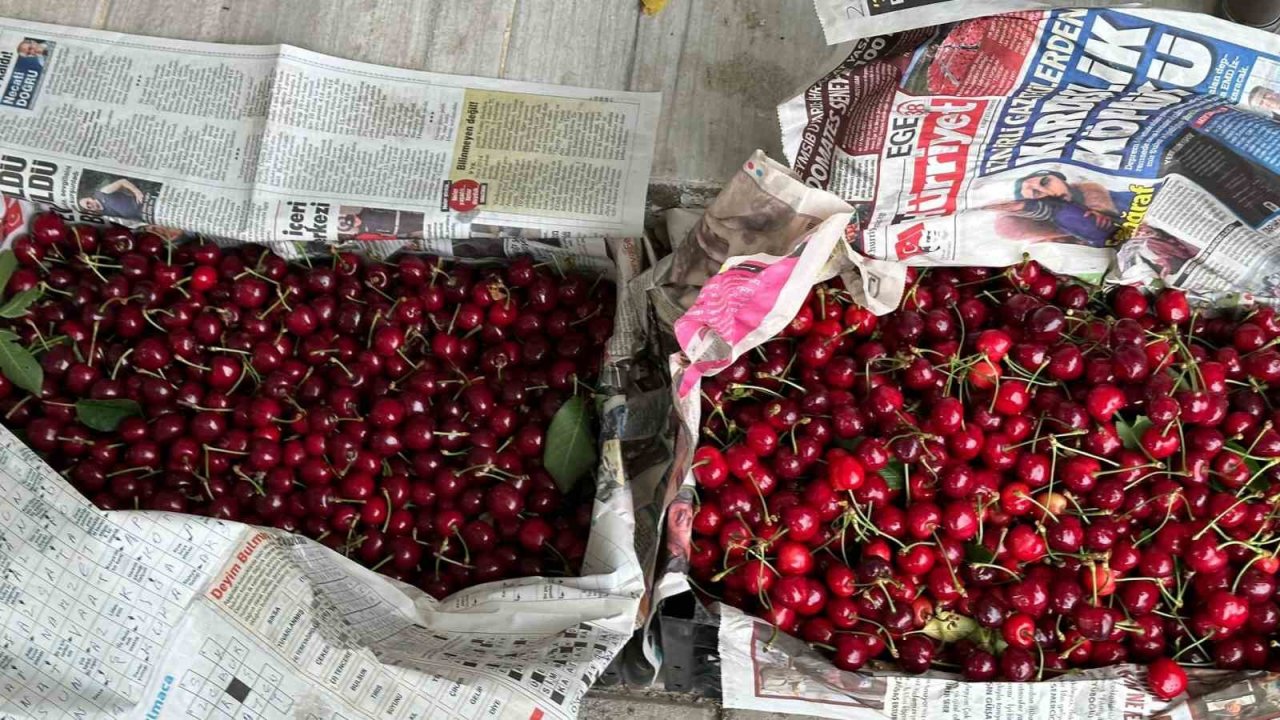 Kuşadası’nda kiraz hasadı devam ediyor