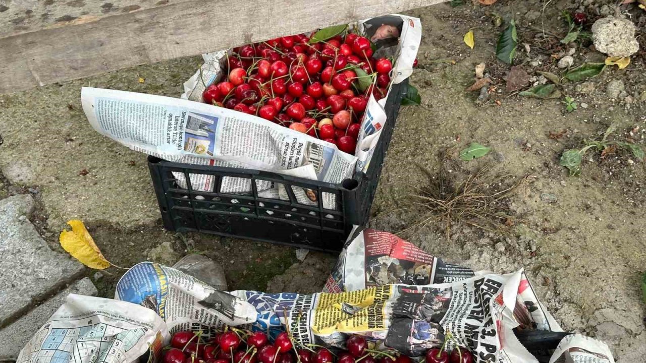 Kuşadası’nda kiraz hasadı devam ediyor