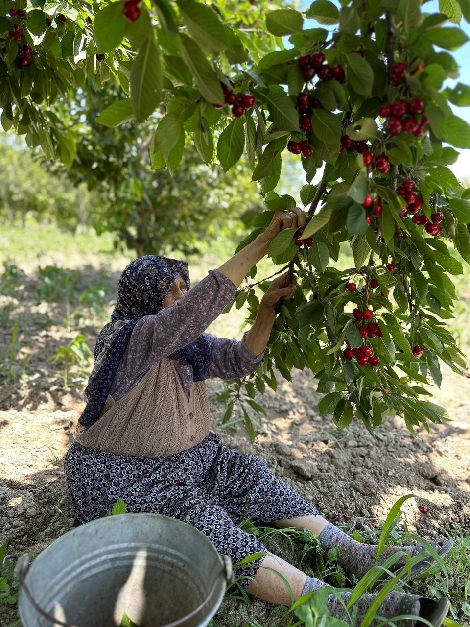 Kuşadası’nda kiraz hasadı devam ediyor