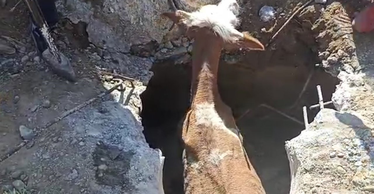 Muş’ta kapağı çalınan menhole düşen inek 2 saatlik çalışma sonucu kurtarıldı