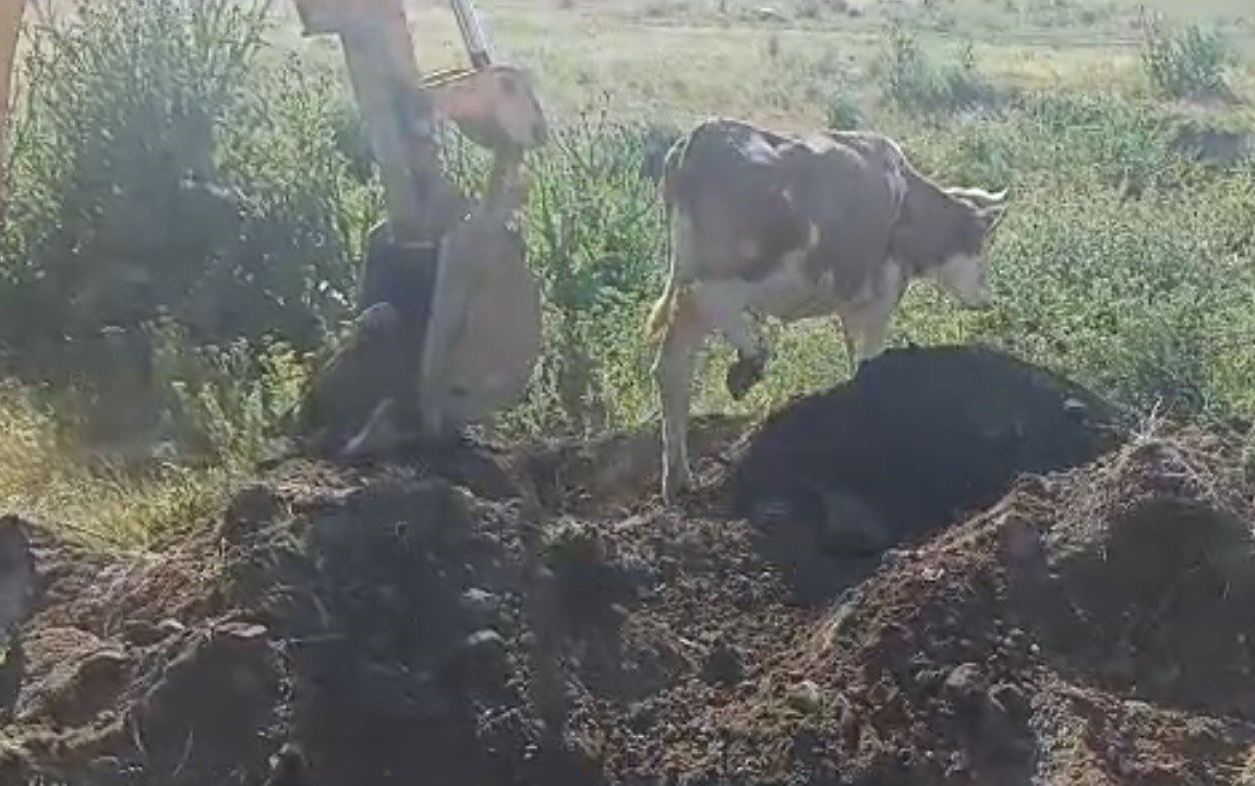 Muş’ta kapağı çalınan menhole düşen inek 2 saatlik çalışma sonucu kurtarıldı