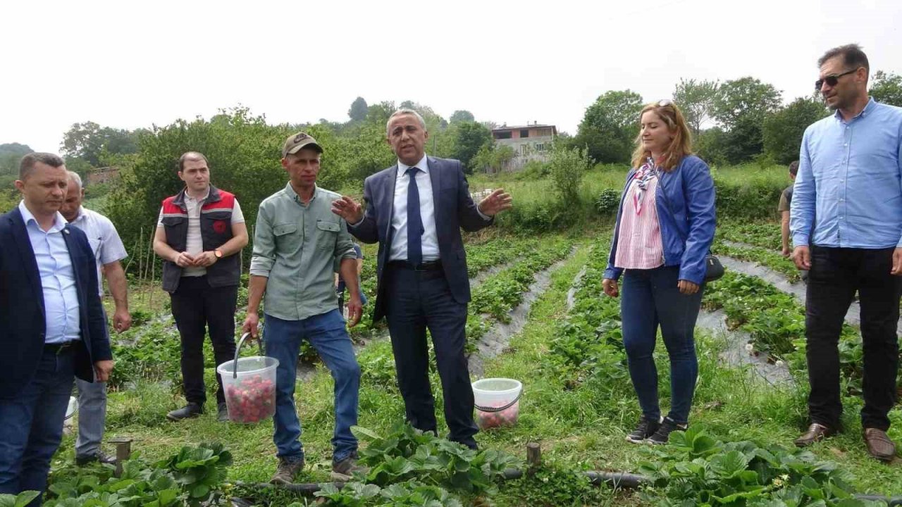 Bu çileğin pazar sorunu yok