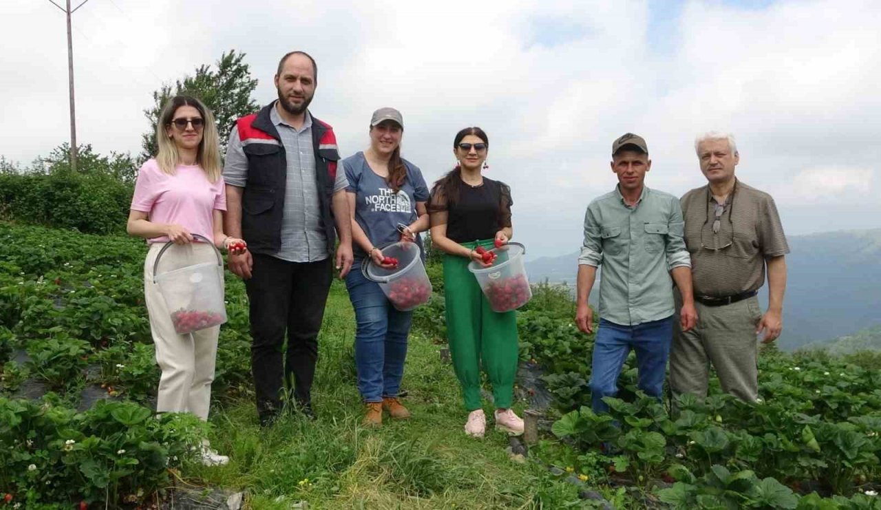 Bu çileğin pazar sorunu yok