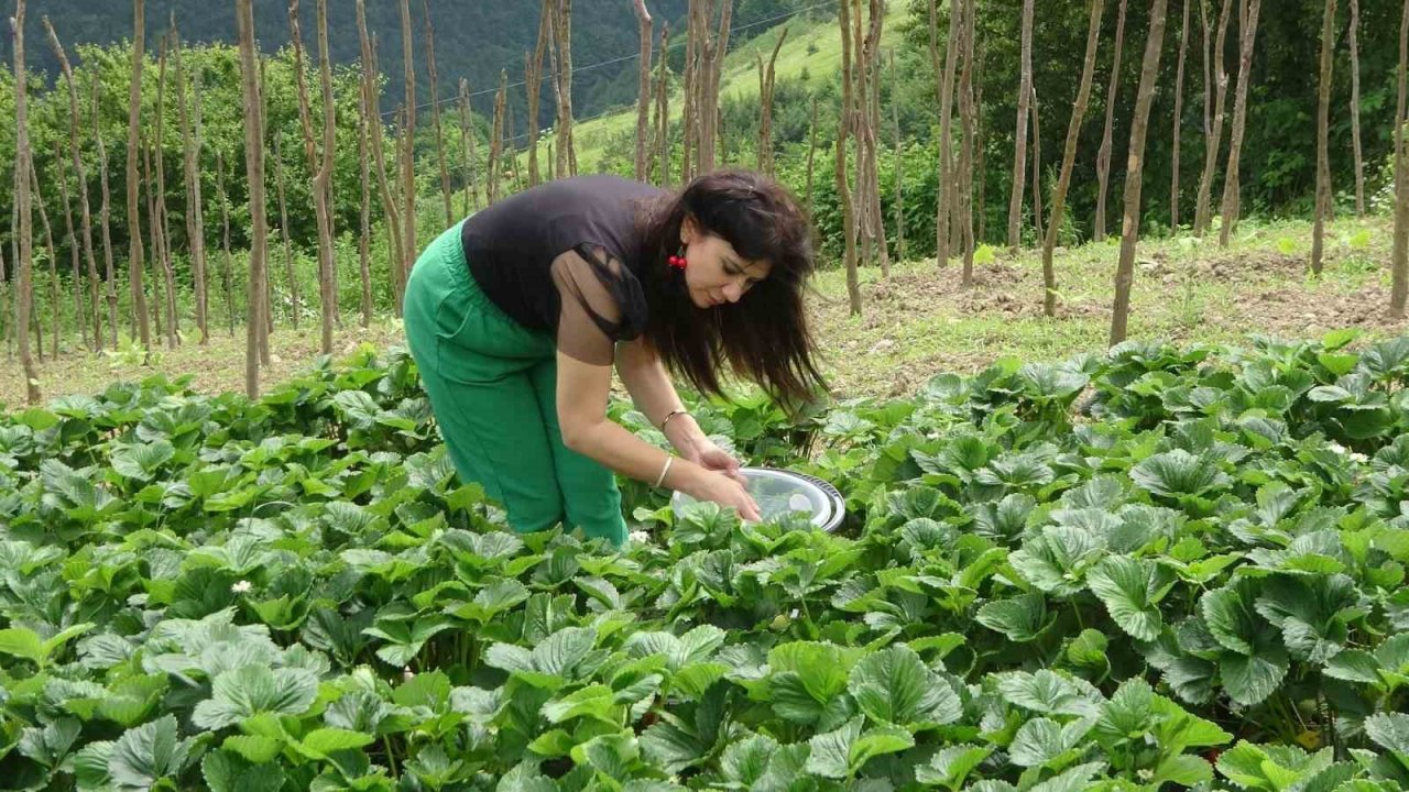 Bu çileğin pazar sorunu yok