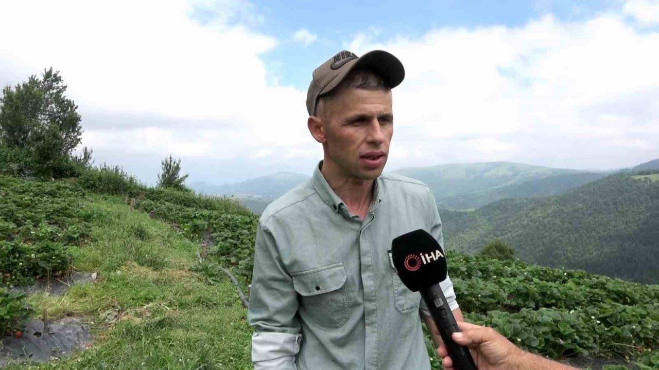 Bu çileğin pazar sorunu yok