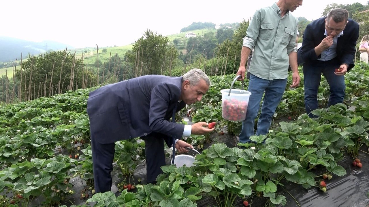 Bu çileğin pazar sorunu yok