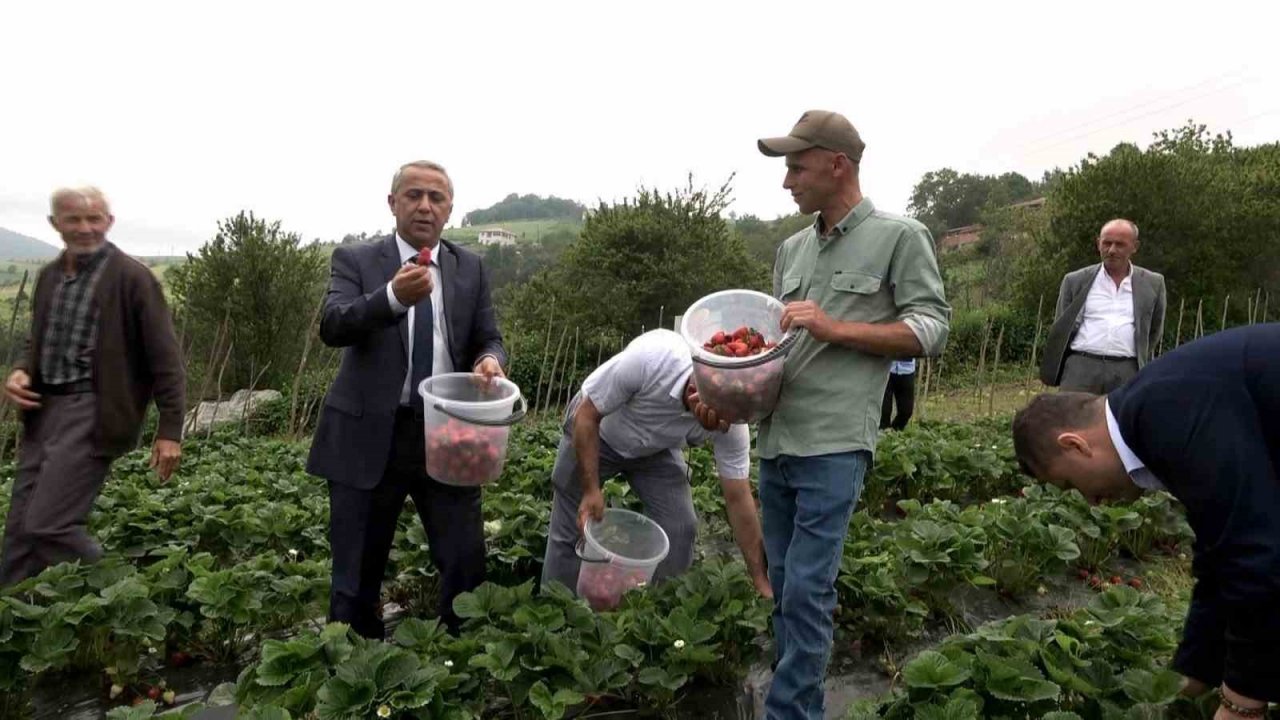 Bu çileğin pazar sorunu yok