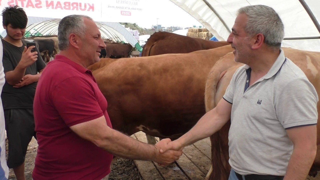 Sultangazi’de bin 540 kilo ağırlığındaki TOGG isimli dana alıcısını bekliyor