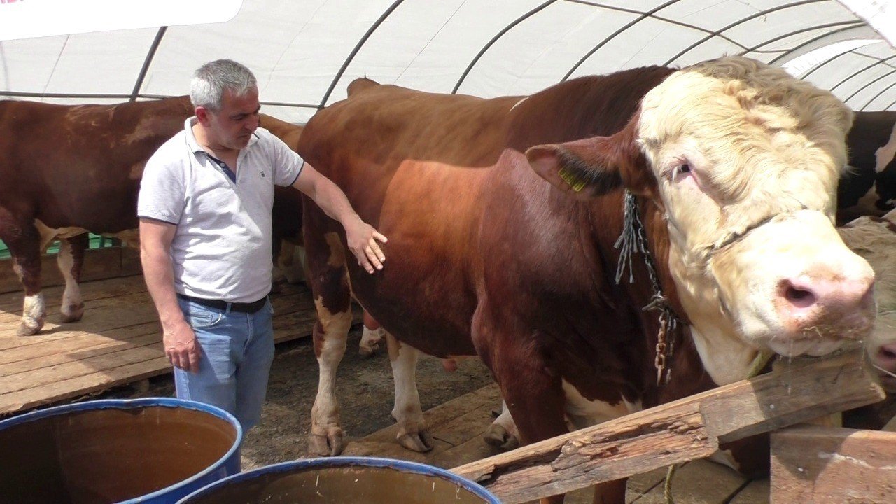 Sultangazi’de bin 540 kilo ağırlığındaki TOGG isimli dana alıcısını bekliyor