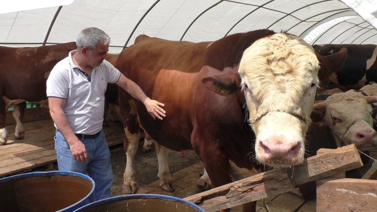 Sultangazi’de bin 540 kilo ağırlığındaki TOGG isimli dana alıcısını bekliyor