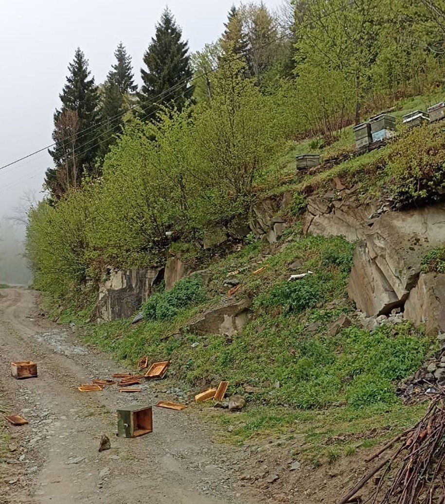 Trabzon’un o ilçesinde ayı kabusu sürüyor