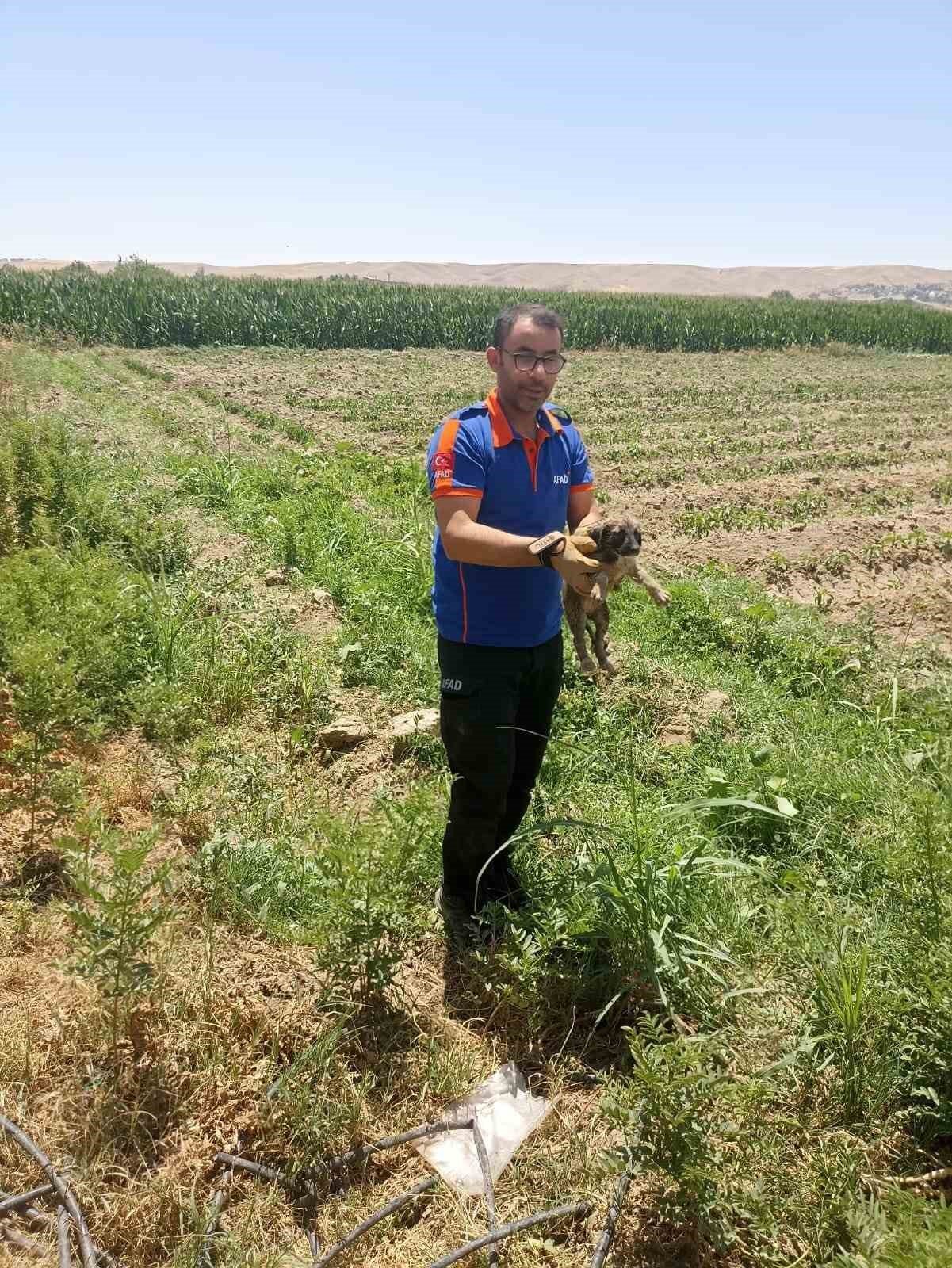 Batman’da su kuyusuna düşen yavru köpek kurtarıldı