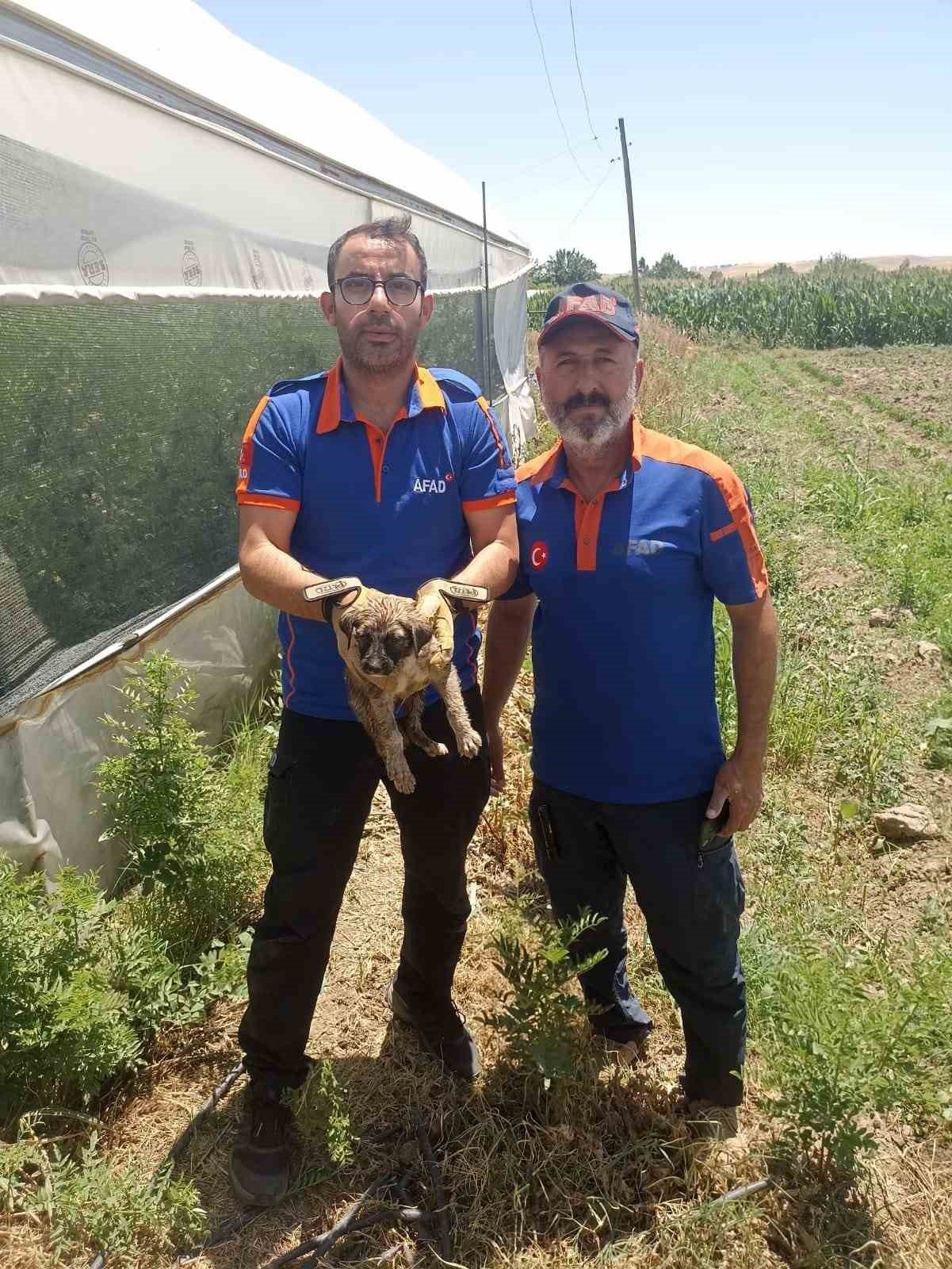 Batman’da su kuyusuna düşen yavru köpek kurtarıldı