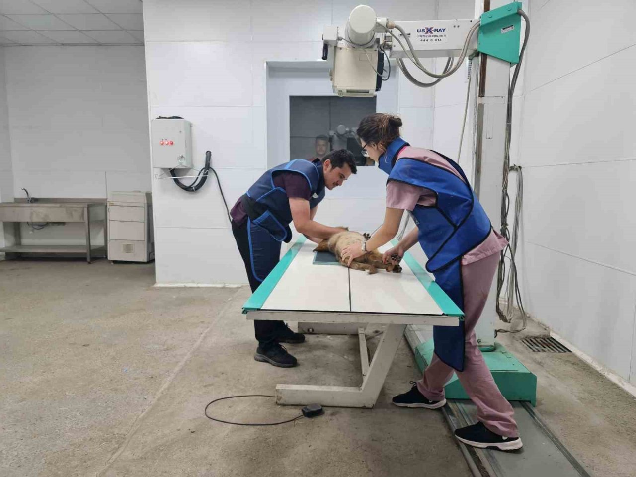 Bingöl’deki tam donanımlı hayvan hastanesi, bölgeye hitap ediyor