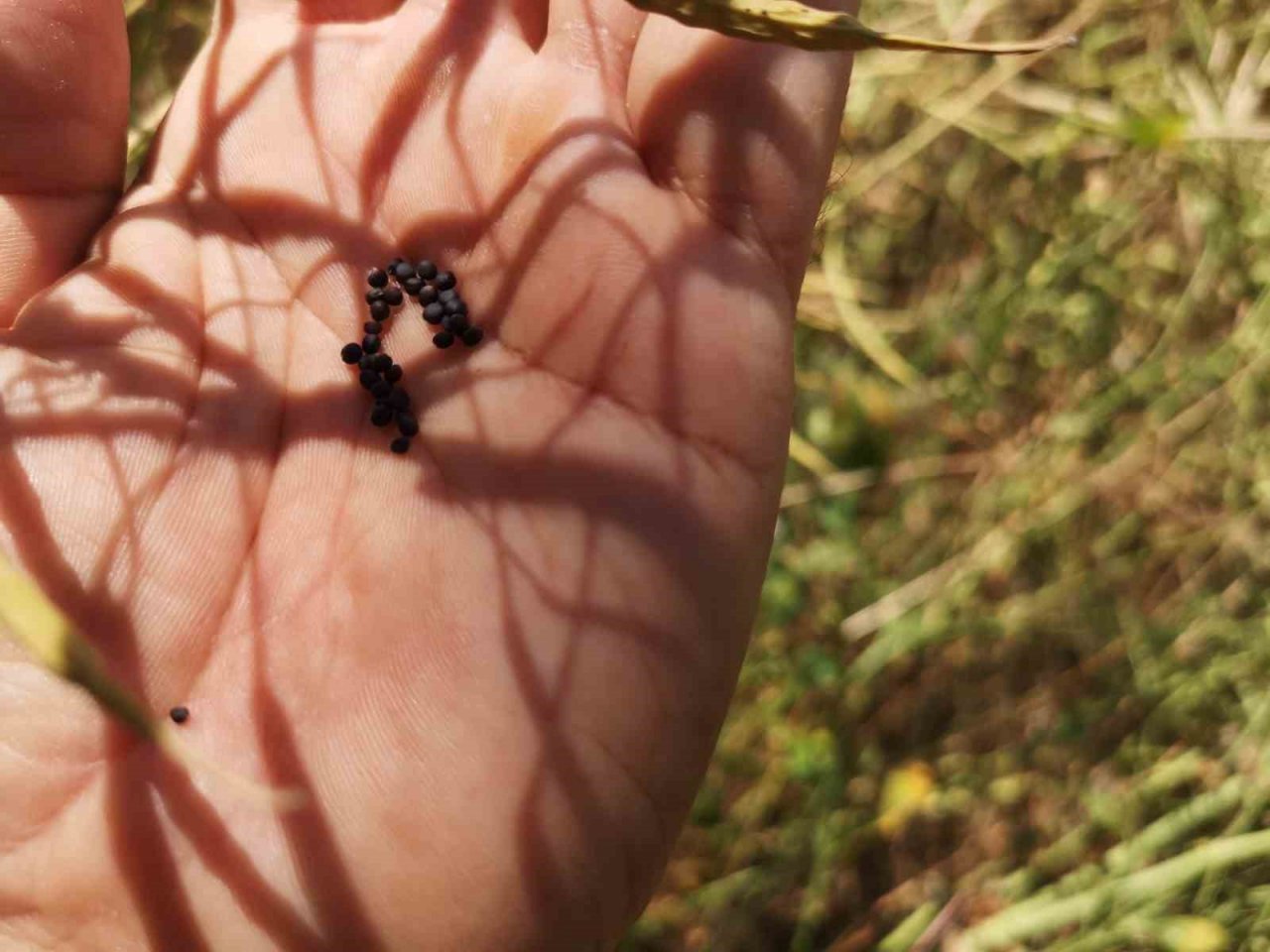 ‘Kanola ekelim yağ olsun bal olsun’