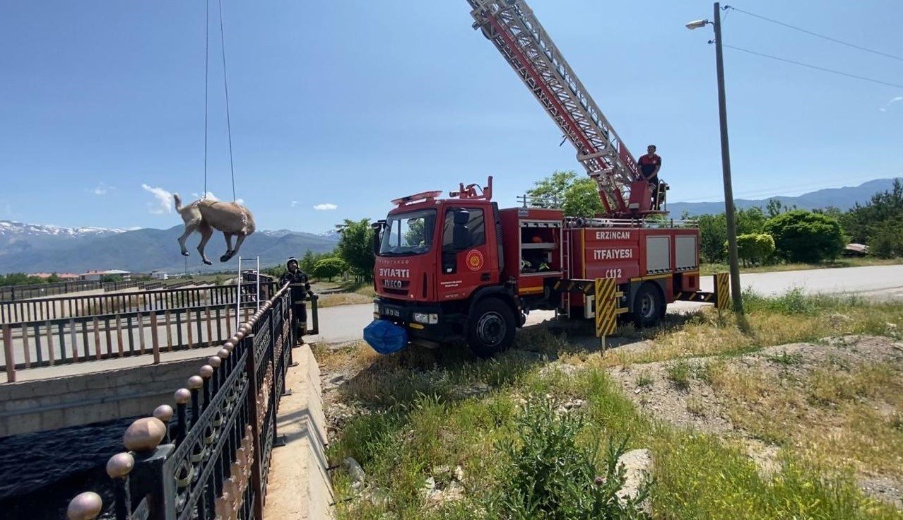 Dere yatağına düşen köpeği itfaiye kurtardı